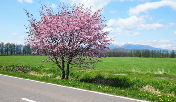 北海道の風景