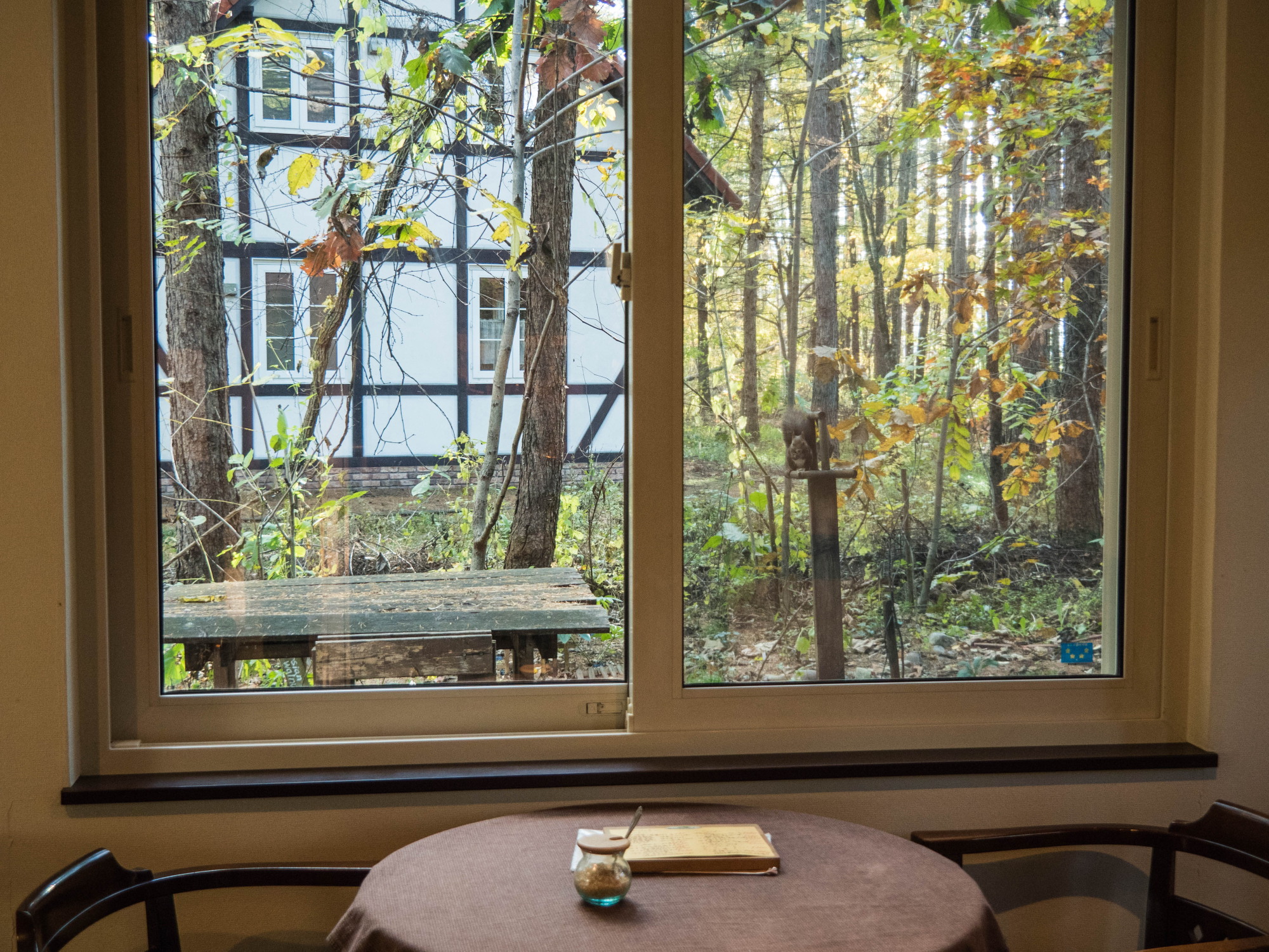 カフェの窓からみる 秋 エゾリス君のいる風景 ブログ エゾリス君の宿 カンタベリー 北海道 中札内村