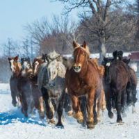 音更・十勝牧場で冬の風物詩「馬追い運動」を見学。