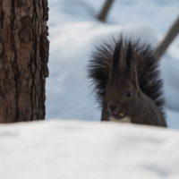 エゾリスぴょこぴょこ、のどかな朝から一転、吹雪に・・