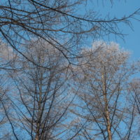 春と冬を行ったり来たり・・3月下旬の霧氷と雪。