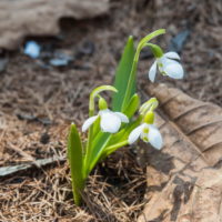 今年も春の花一番乗りは「スノードロップ」でした。