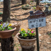 春の花のシーズン到来!クロッカス開花、プリムラ・ビオラを植え付け。