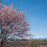 「村道沿いの一本桜」と「桜六花公園」村の桜が見頃です!