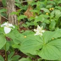 奇形のオオバナノエンレイソウ開花!エゾリス君も4匹全開!