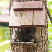 ”こりすちゃん”2匹で仲良く並んで小屋に・・!