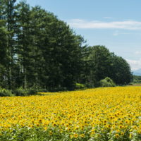 北海道らしい夏に・・カラマツ防風林沿いの「ひまわり畑」