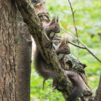 この春生まれた２匹の”こりすちゃん”が遊びに来ています。