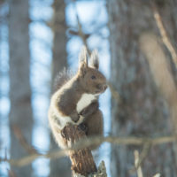 十勝らしい冬の晴天に・・エゾリス君もひなたぼっこ!