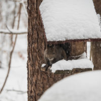 元旦から雪です。初日の出の替わりに”初りす”