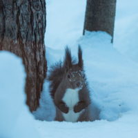 顔を雪まみれにしながら・・ひまわりの種を探すエゾリス君。