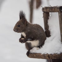 雪降る中やって来たエゾリス君「ひまわりの種見つけたぞ～」