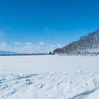 2月も下旬、日差しが強くなり・・青空に映えるシラカバ並木