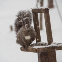 雪まみれのエゾリス君の後・・真っ赤なオオマシコさんがやって来ました。