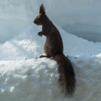 大雪の後は春の陽気。エゾリス君、雪に埋もれたリス小屋に呆然!