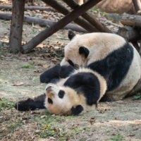 2018重慶・成都・パンダvol.4～成都大熊猫繁育研究基地へ直行～