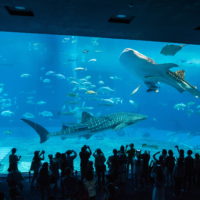 2018シンガポール&沖縄の旅(5)北谷から沖縄美ら海水族館へ