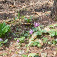 4月も最終日、残雪あり、カタクリの花が満開!