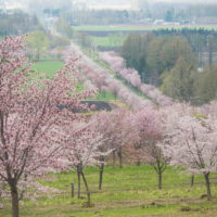 十勝の桜名所「桜六花公園」のサクラが満開になりました。