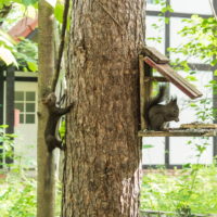 ”こりすちゃん”の行動を見守るのは親リス?