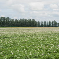 十勝の夏の農村風景～ジャガイモの花と黄金色の小麦畑～