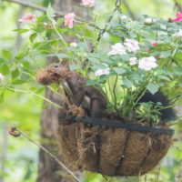 揺れるハンギングバスケット・・エゾリス君が冬支度開始?