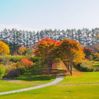 秋深まった美術村庭園と新札内丘陵からポロシリ岳