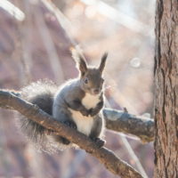 エゾリス君も戸惑い気味?今年の11月はあたたかい?