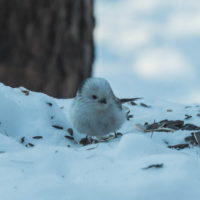 今日は野鳥天国・・「シマエナガ」ちゃんも初登場!