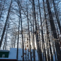 今季最低マイナス21℃カンタベリー周辺の木々も霧氷に・・