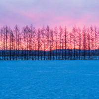 カラマツ防風林のバックは美しい朝焼けの風景。