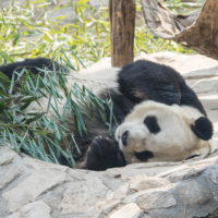 2019北京・万里の長城vol.3～北京動物園パンダと南鑼鼓巷～