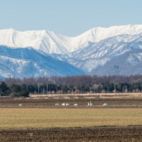 3月下旬、すっかり雪が無くなってしまった畑に”白鳥”が・・