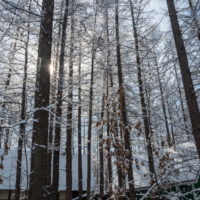 4月ですが・・カラマツ林が雪化粧”スノードロップ”は開花。