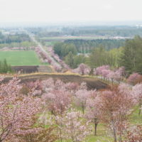 十勝の桜名所になった「桜六花公園」満開でした!