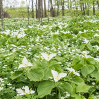 白い花咲く「六花の森」・・オオバナノエンレイソウが満開!