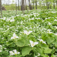 白い花咲く「六花の森」・・オオバナノエンレイソウが満開!