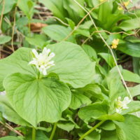 雪どけから1か月、山野草が次々開花、奇形のエンレイソウも・・