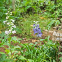 ひさびさの雨に濡れるカンタベリー・ガーデンの草花。