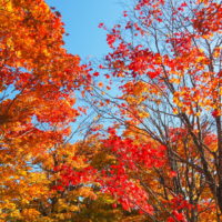 秋晴れの農村風景と紅色がきれいな「美術村庭園」の紅葉。