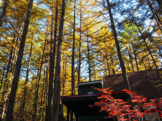 ここは森が輝く絶景スポット カラマツの紅葉が見頃となって来ました ブログ エゾリス君の宿 カンタベリー 北海道 中札内村