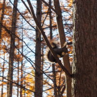 秋深まり、カラマツの紅葉とエゾリス君、庭は黄金色の絨毯に！