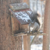 エゾリス君もお待ちかね？遅い初雪で薄っすら雪化粧！