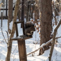 エゾリス君が雪と戯れる・・穏やかな冬の一日。