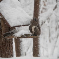 久しぶりの大雪に見舞われています。そんな中でもエゾリス君！