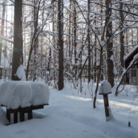 昨日もまた雪・・ついに例年並みの積雪量になりました。