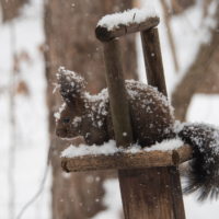 今度は大雪かな？雪に埋もれてしまうよ・・エゾリス君！