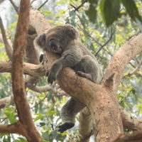 2019メルボルン・タスマニア・シドニーvol.14～フェリーでタロンガ動物園～