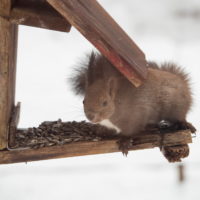 エゾリス君も驚きます・・春を告げる”屋根からの落雪”