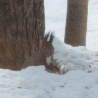 雪どけが進む３月後半・・シメの大群が去ってからエゾリス君